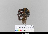 藏品(中國湖北皮影戲偶頭-淨)的圖片